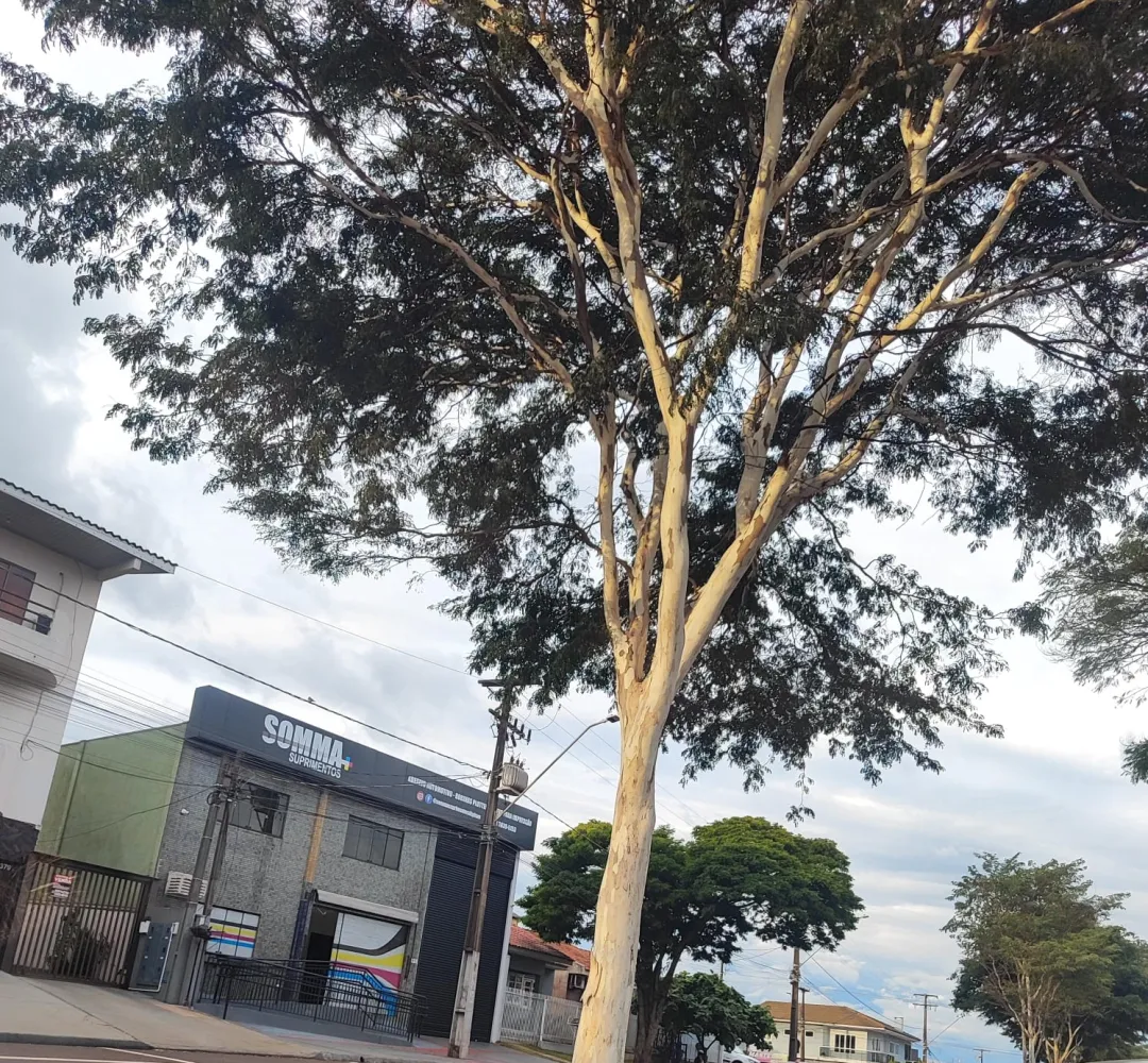 Previsão do tempo
