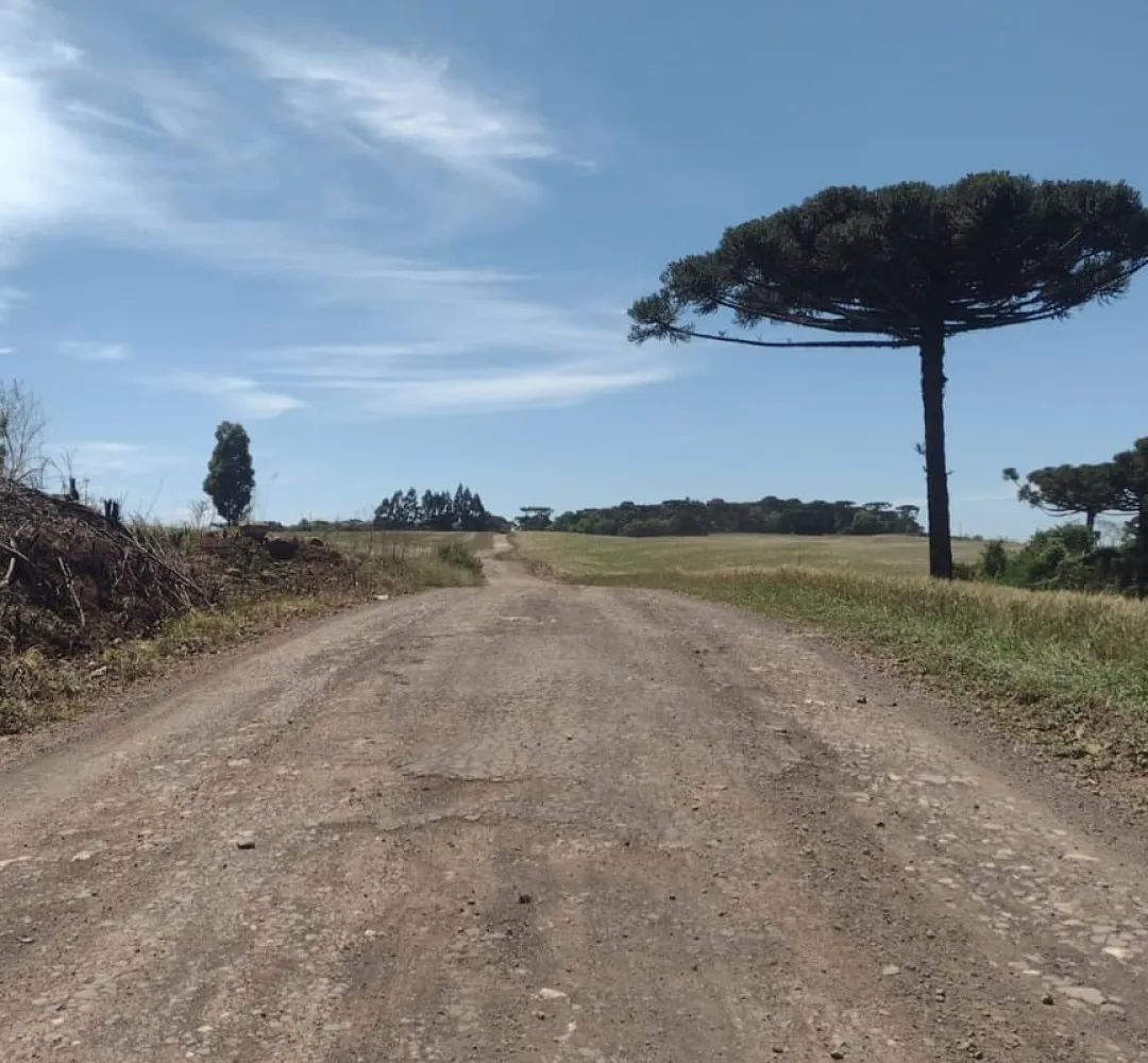 araucária