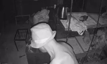 Zoofilia: Polícia Civil investiga supostos abusos sexuais contra animais em Cascavel