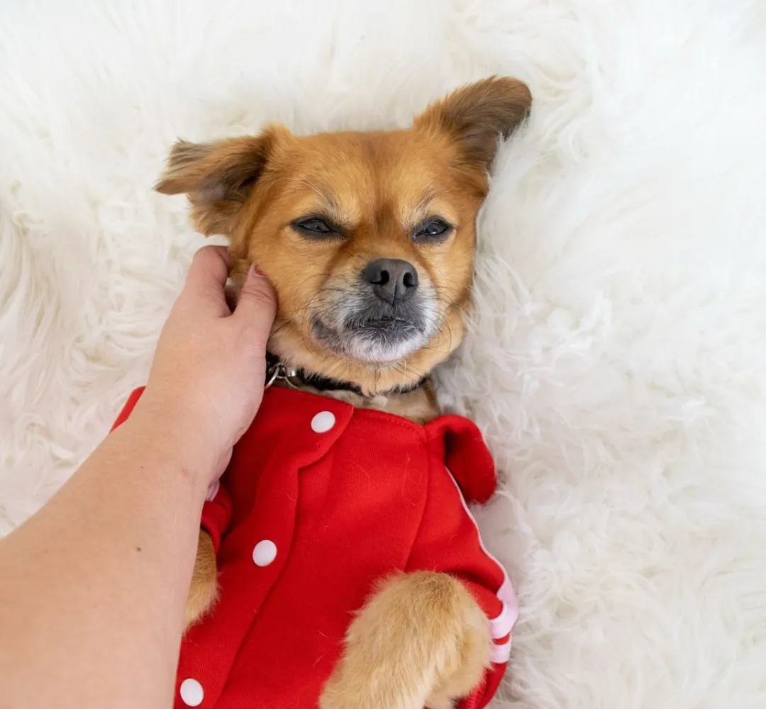 Cuidado dos pets no inverno