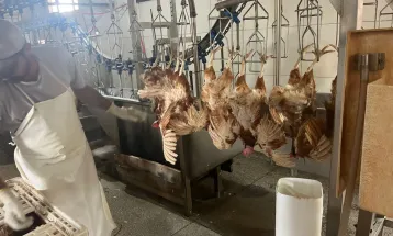 Prefeitura de Foz formaliza abate sanitário de 6 mil aves apreendidas pela PF