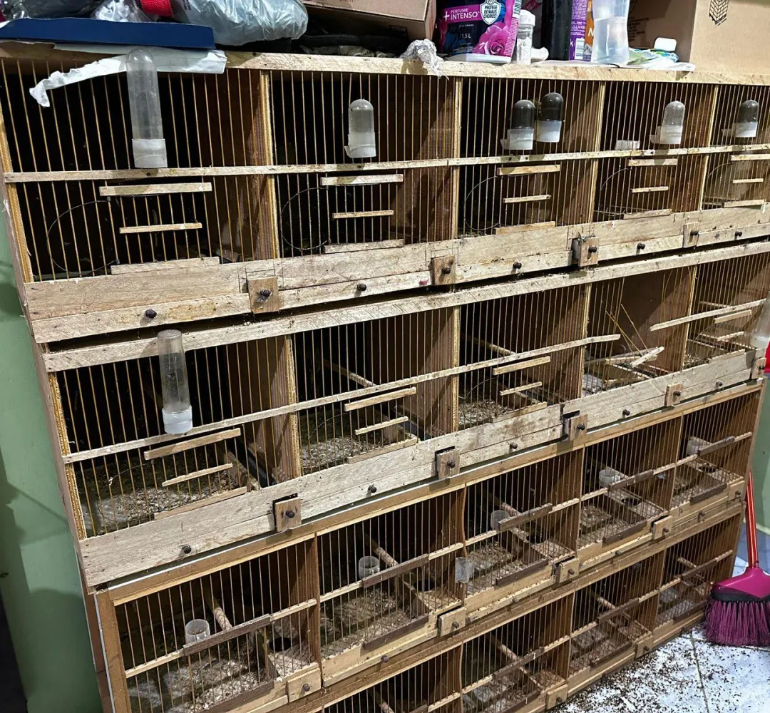 operação tráfico animais