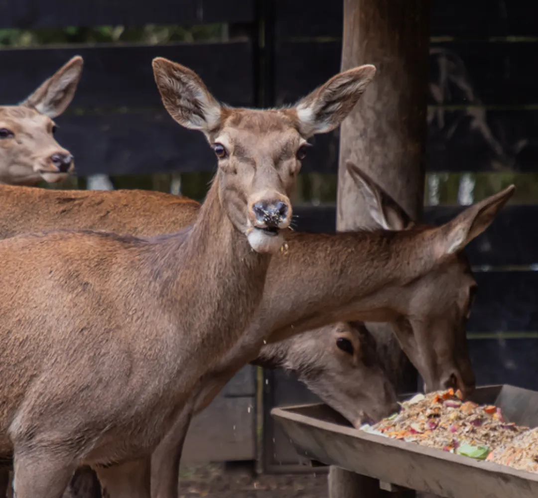 Zoológico de Curitiba
