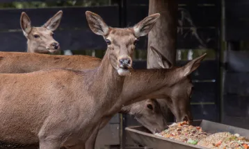 Cardápio de inverno dos animais do Zoo de Curitiba tem até polenta com frango