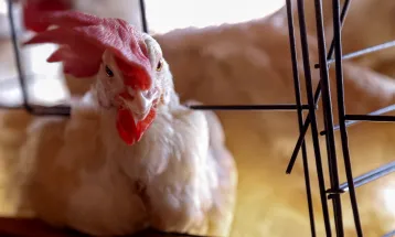 Brasil se declara país livre da gripe aviária