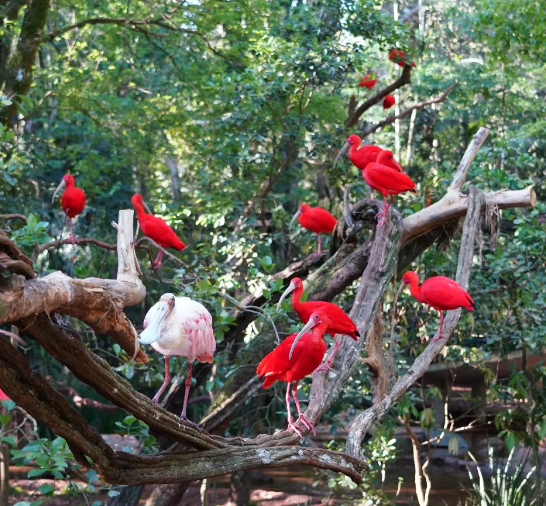 Parque das Aves