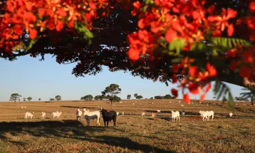 Atualização de rebanhos entra na última semana com 70,3% das propriedades cadastradas