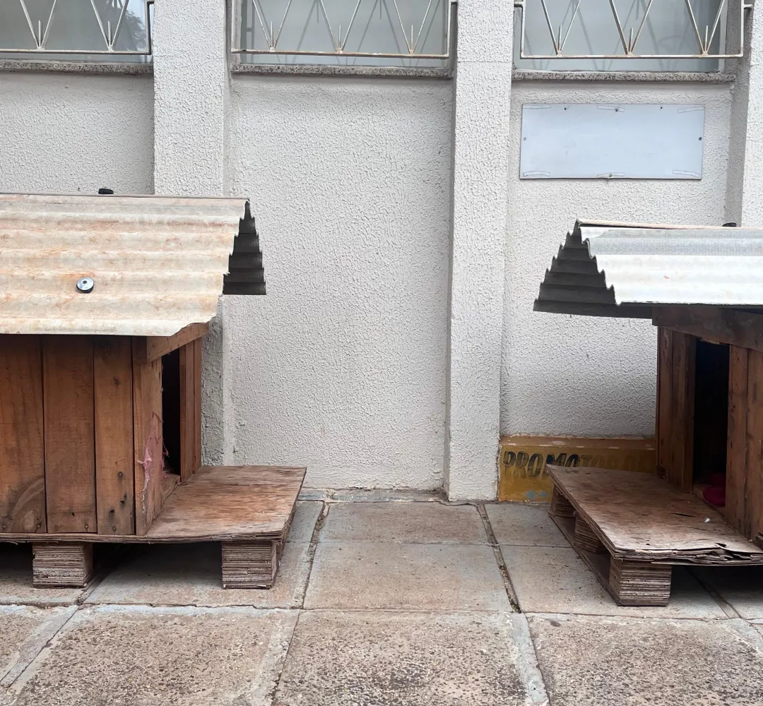 casinhas cachorro em Corbelia