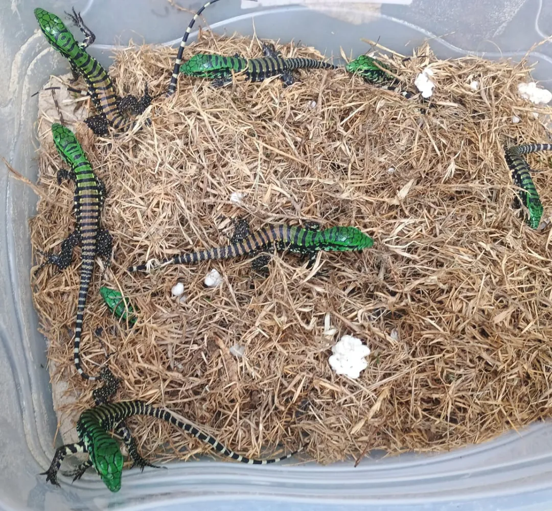 Lagarto