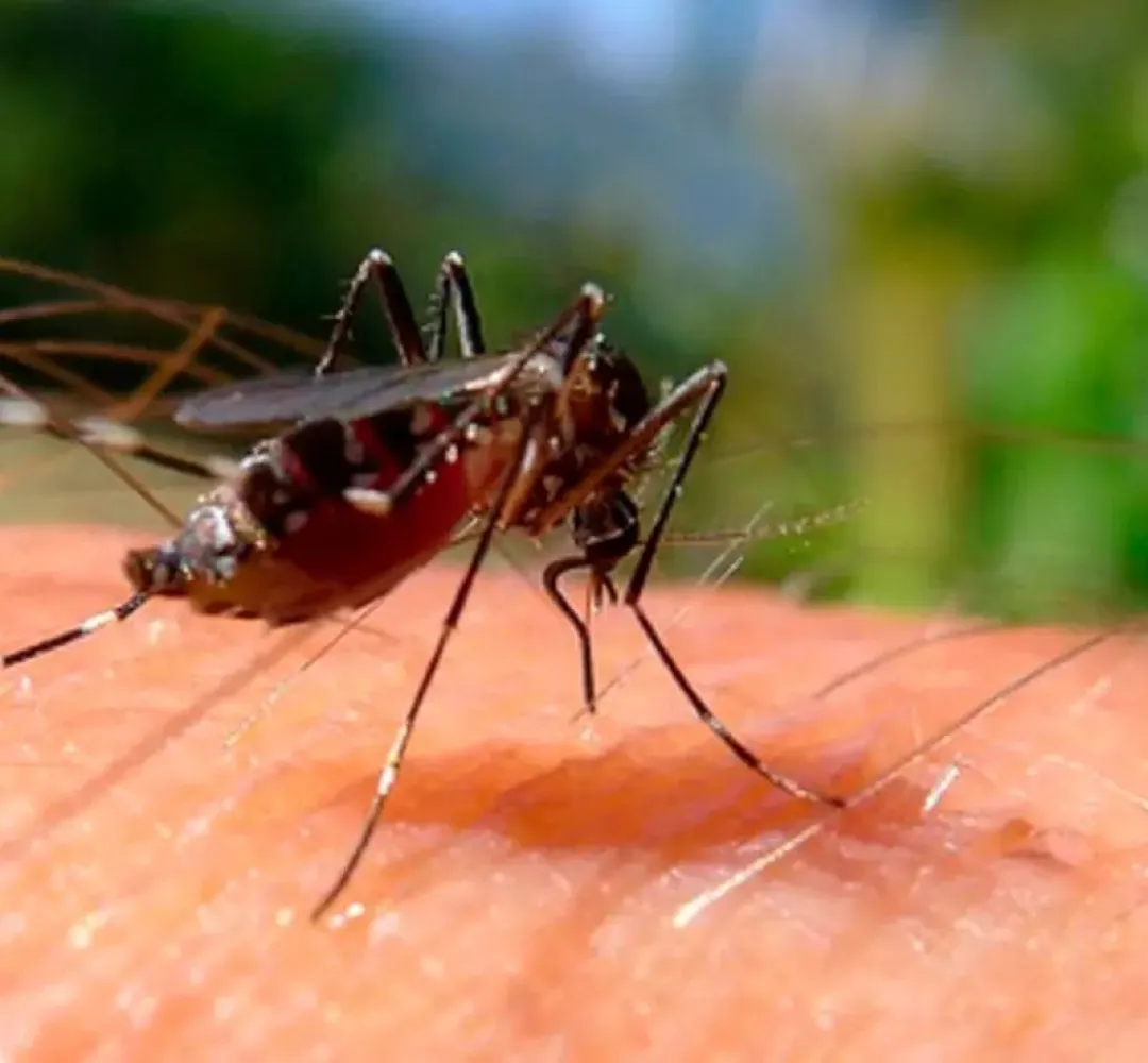 Casos de dengue disparam no Brasil e no Paraná