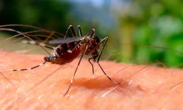 Paraná registra mais 1.535 casos e quatro óbitos por dengue