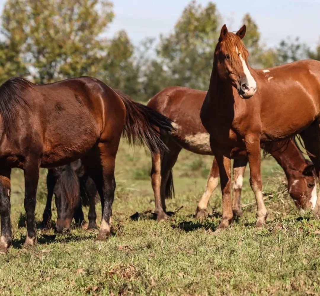 cavalos