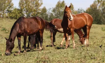 Ração contaminada mata 245 equinos em quatro estados