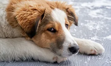Justiça toma decisão após mulher exigir que ex pague pensão a cachorro