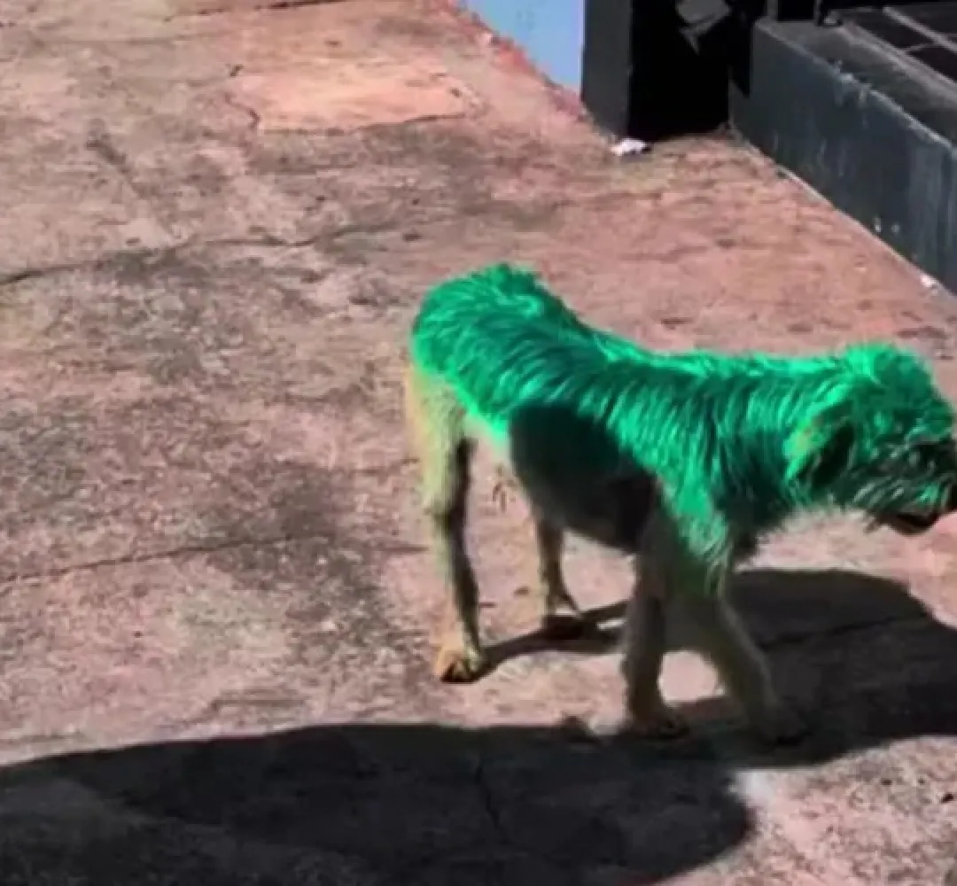 Cachorro verde
