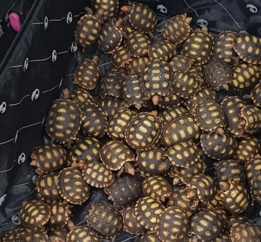 jabutis