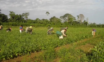MP da renegociação das dívidas rurais alivia crise no campo, mas deixa produtores de fora, diz Sistema FAEP