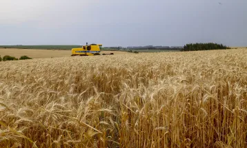 Paraná inicia colheita de 2,6 milhões de toneladas de trigo, principal cultura de inverno