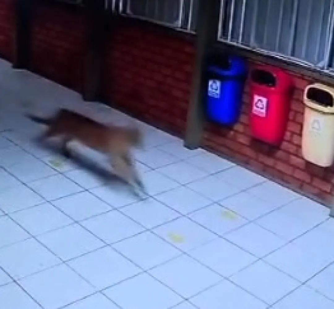 onça na Apae