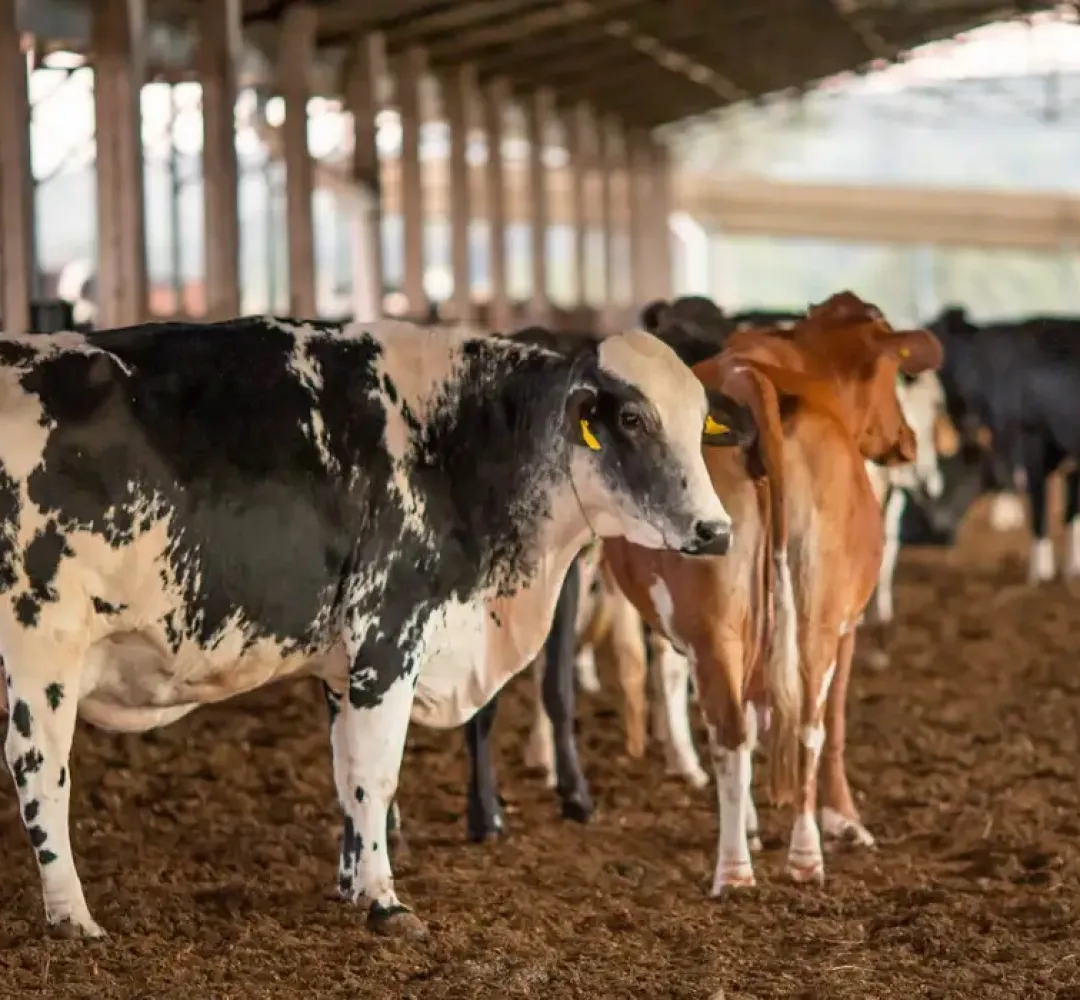 vacas gado