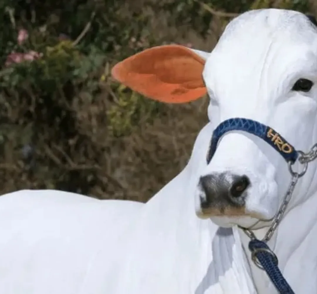 Vaca