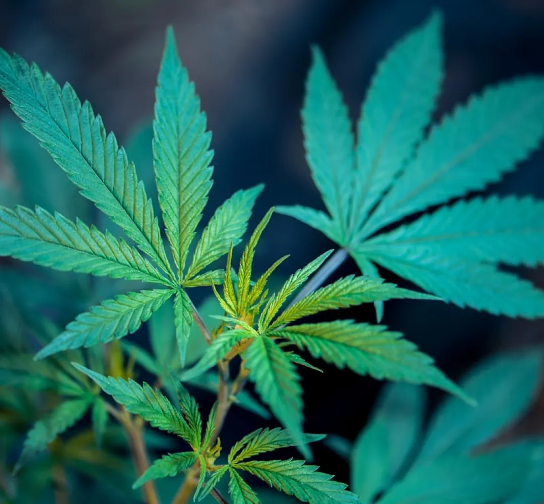 cannabis
