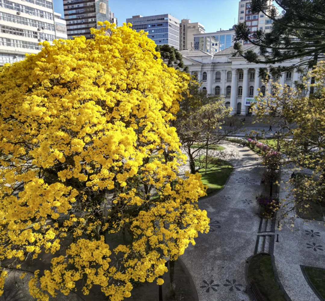 florada ipes curitiba