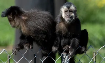 Macacos-prego resgatados pelo IAT já estão adaptados ao Zoológico de Curitiba
