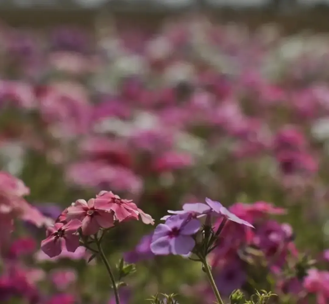 flores primavera