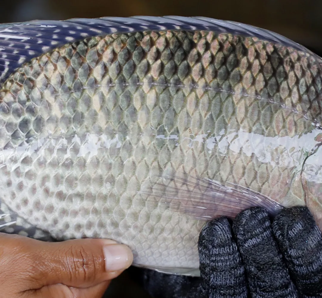 Tilapia