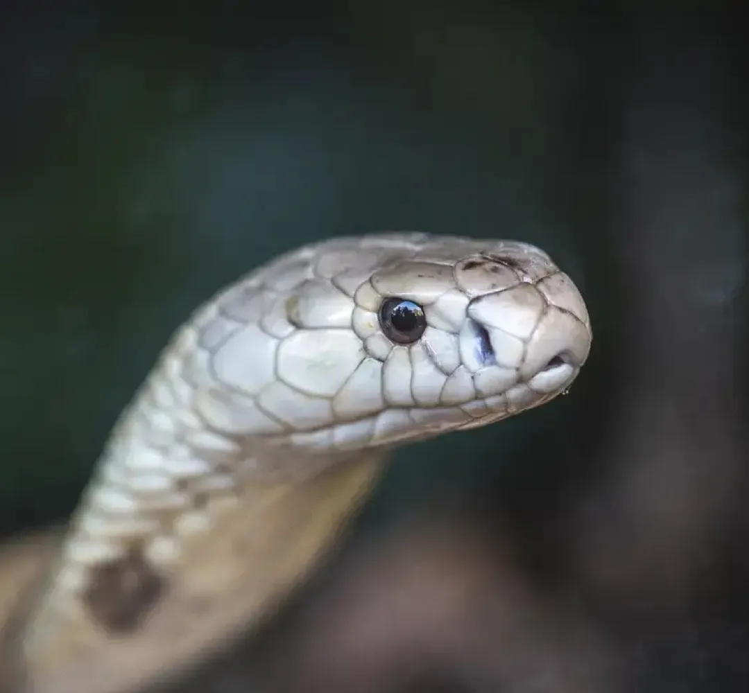 serpente