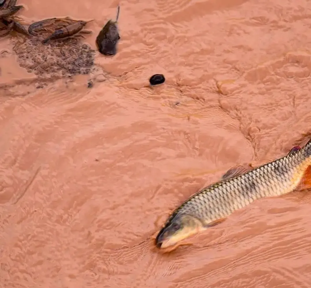 Samarco