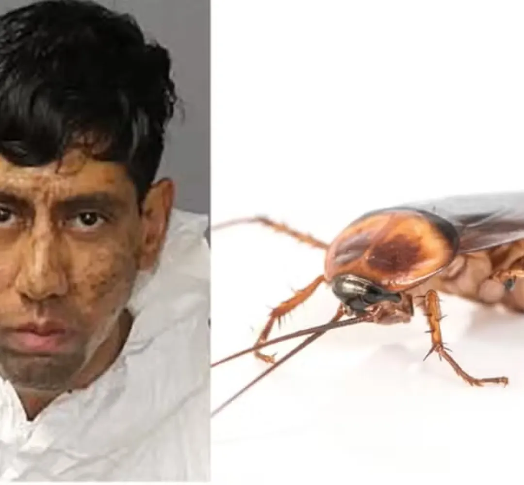 Barata