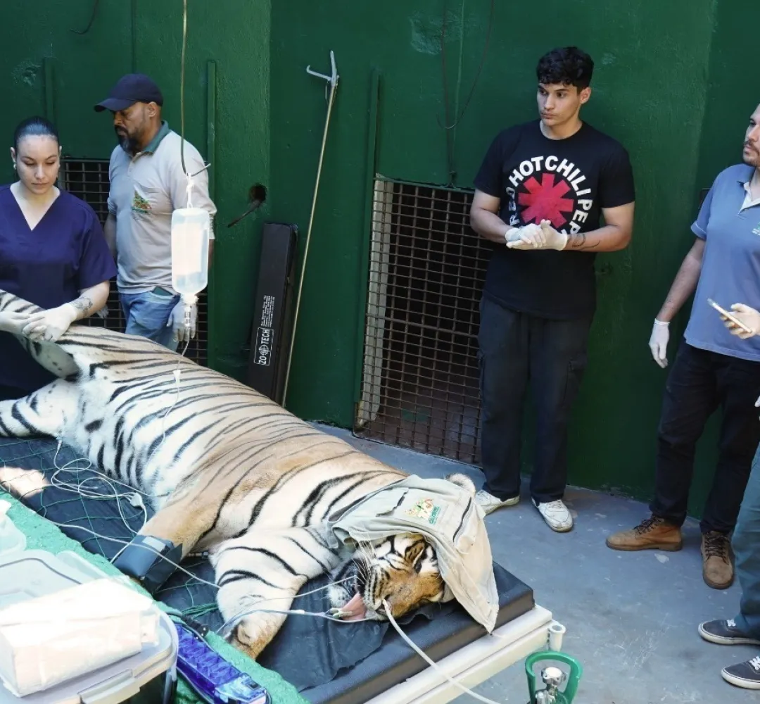 Tigre HU