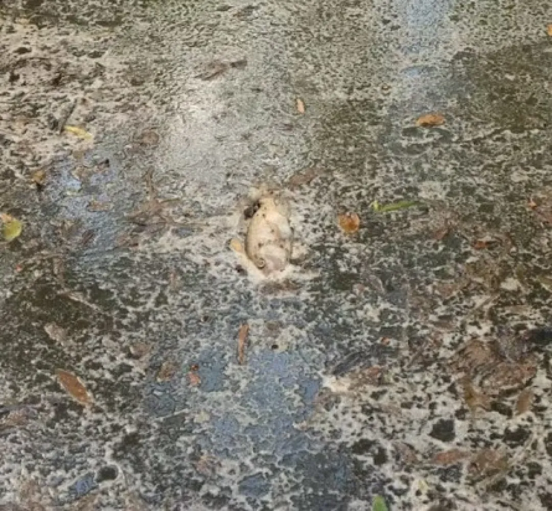 Peixes mortos
