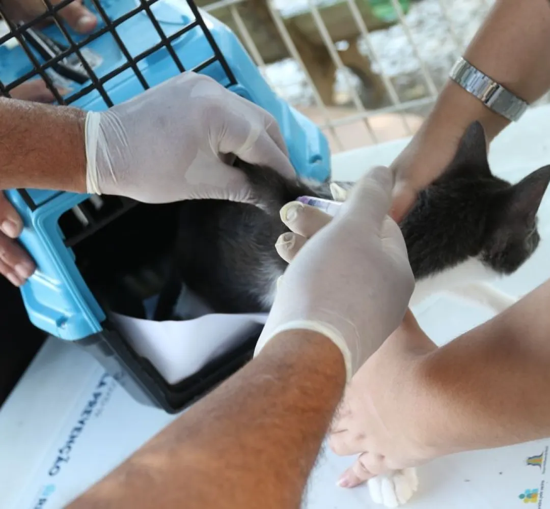 gatos