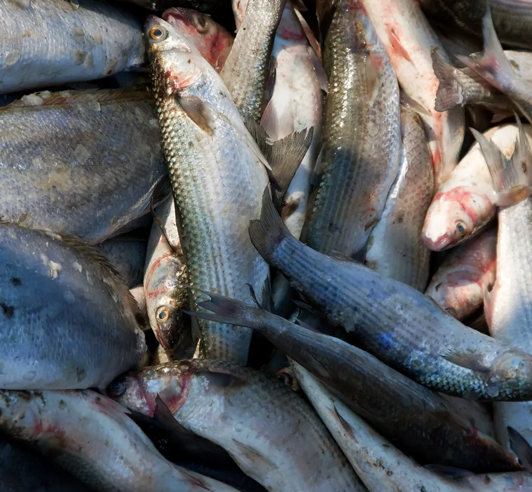 peixes