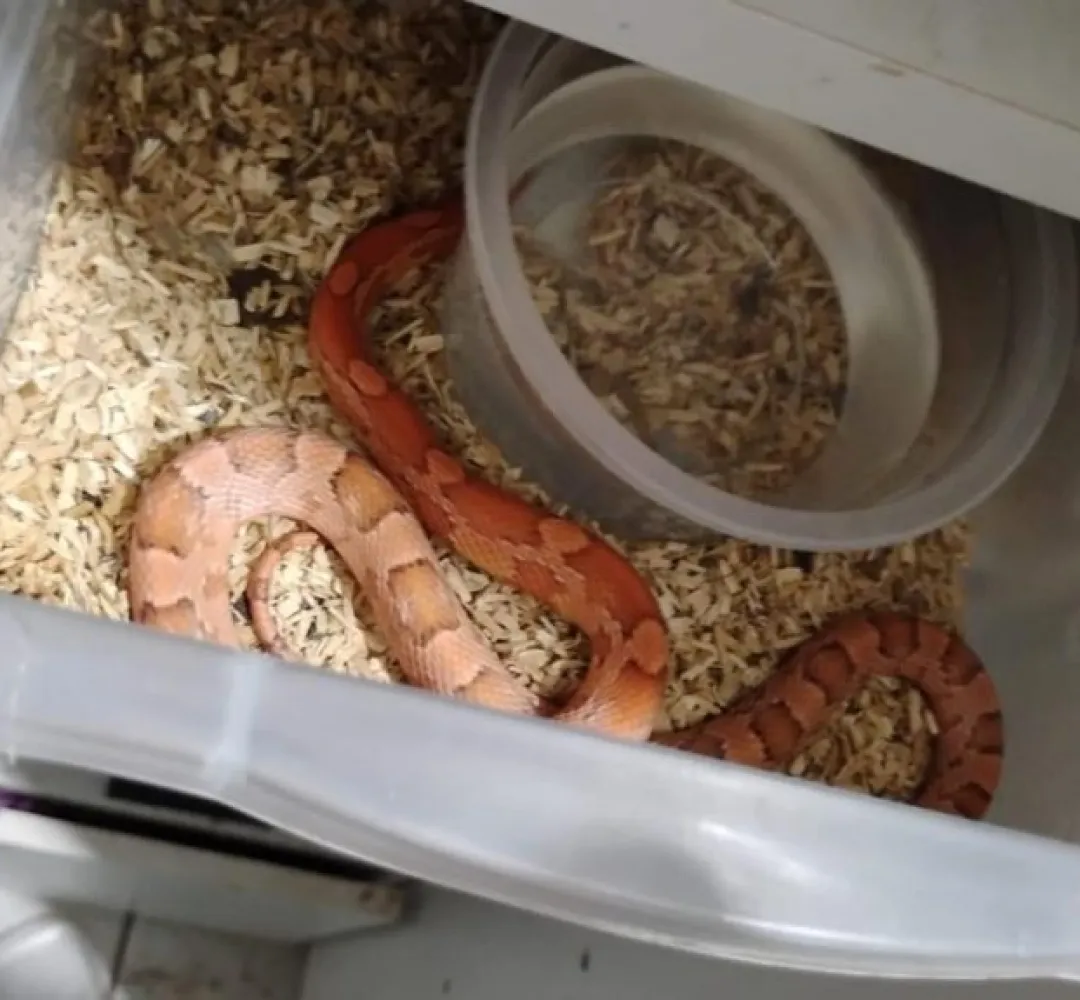 cobra