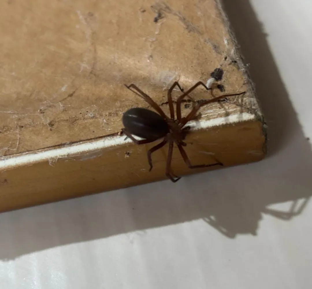 aranha