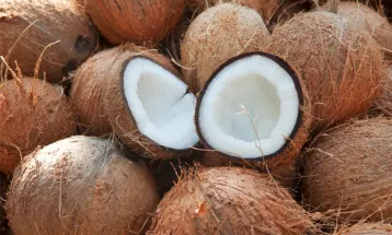 Coco: história, cultura e receitas tradicionais