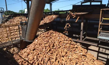Novas cultivares prometem elevar produtividade da mandioca no Paraná