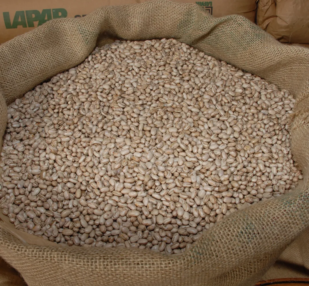 FEIJÃO