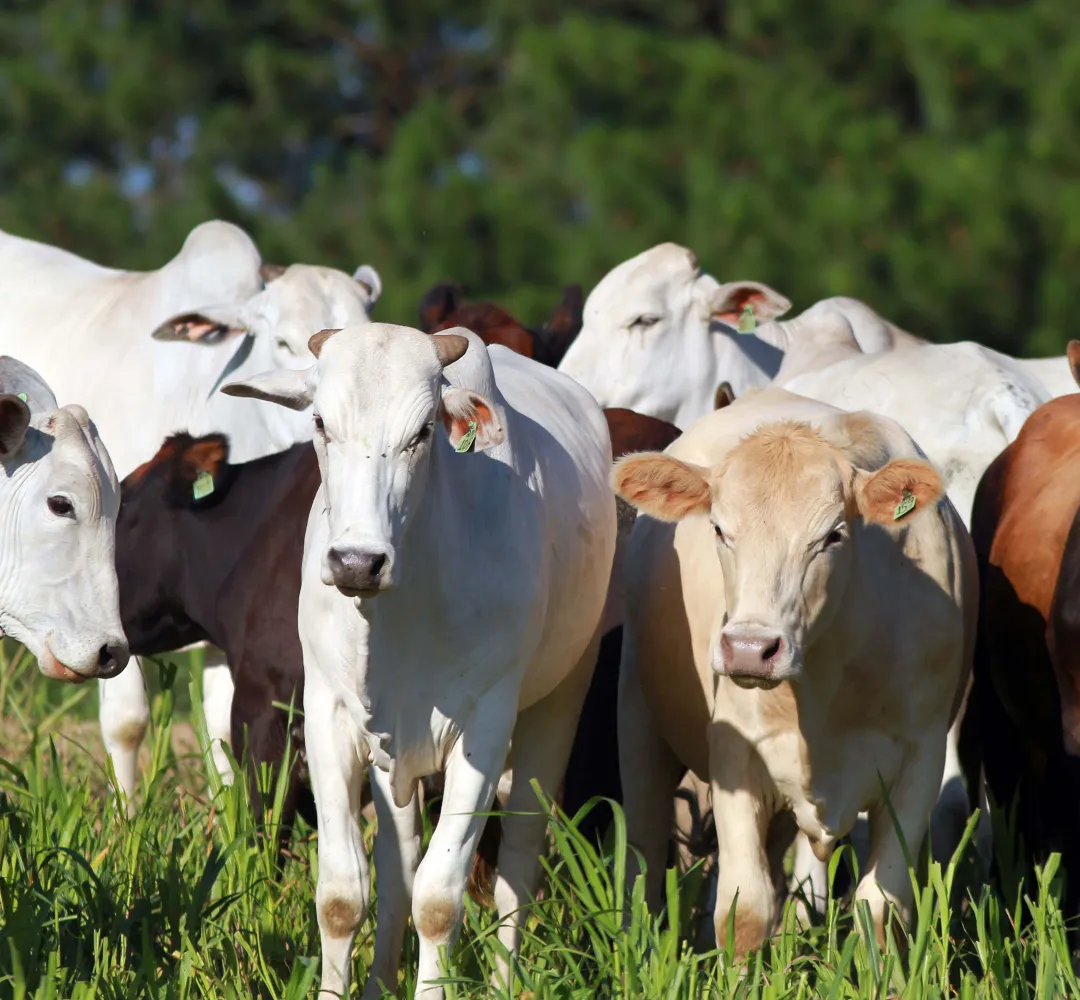 VACAS