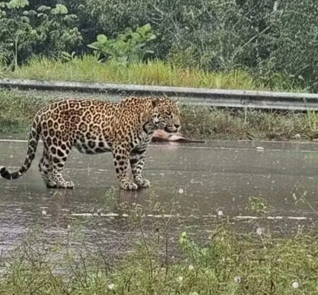 Onça