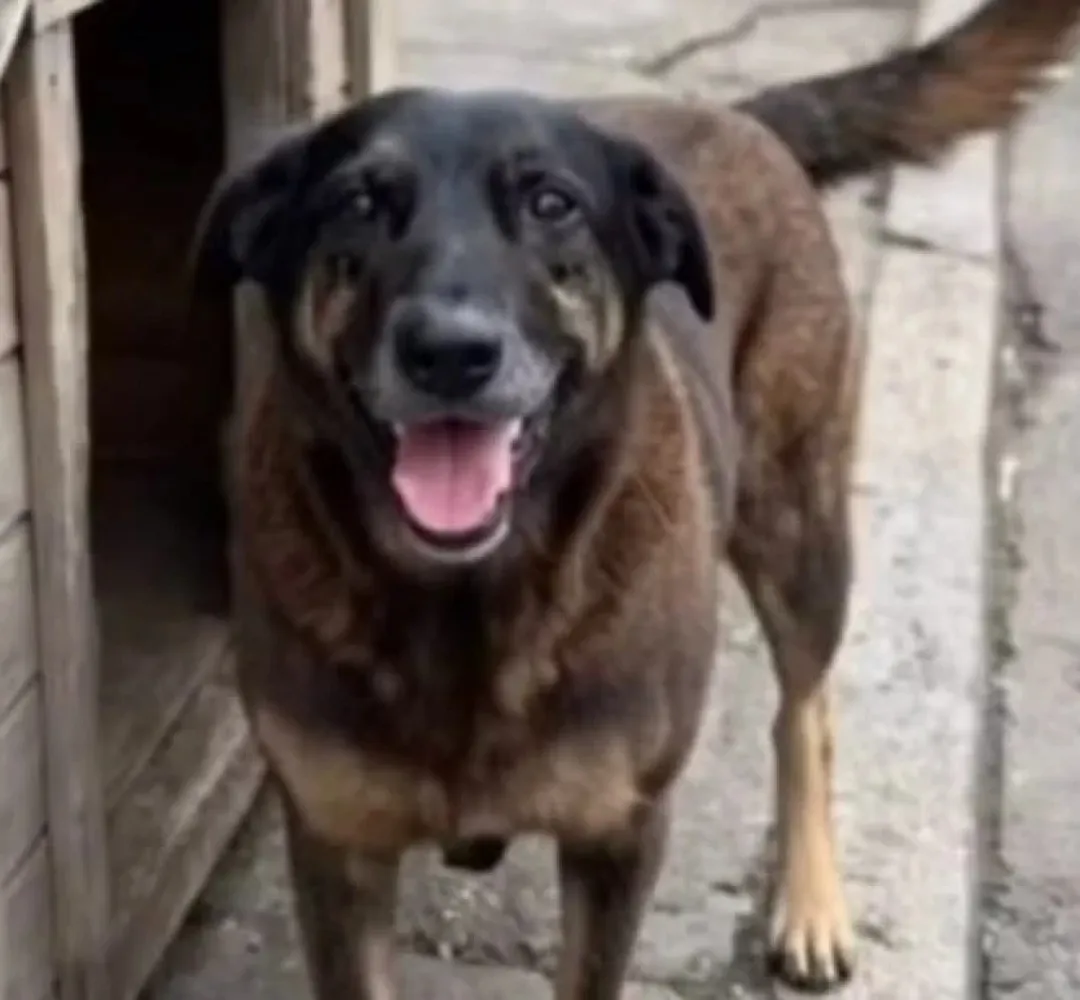 CÃO ORELHA