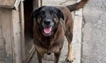 Caso Orelha: Justiça arquiva investigação sobre morte de cachorro em Florianópolis