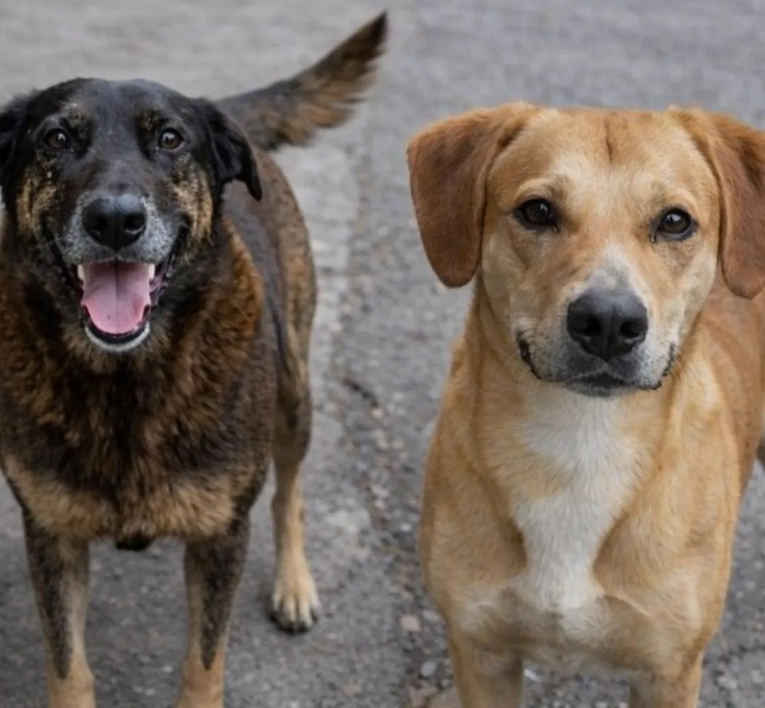 Cão Orelha e Caramelo sofrem maus-tratos em SC