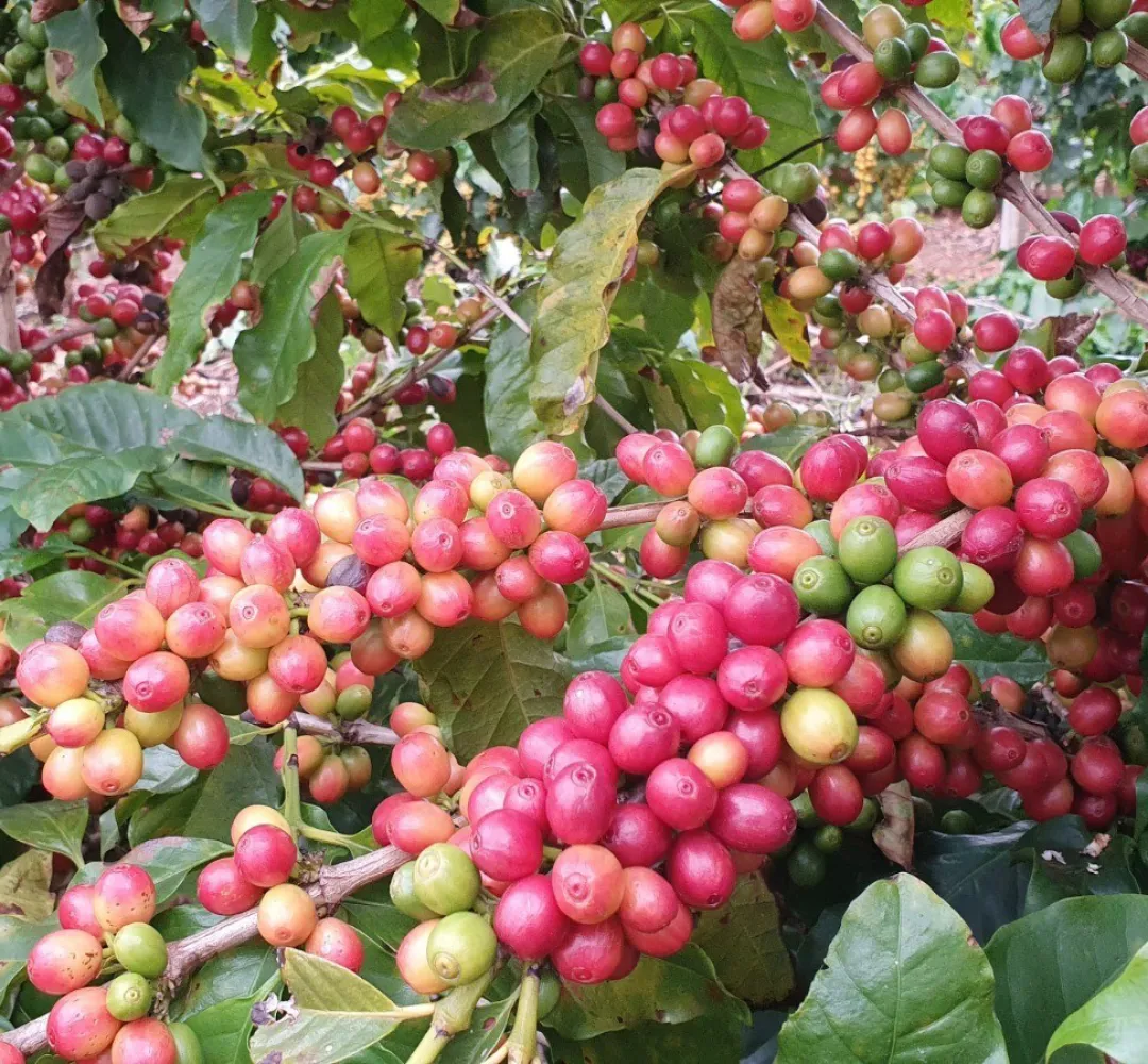 café