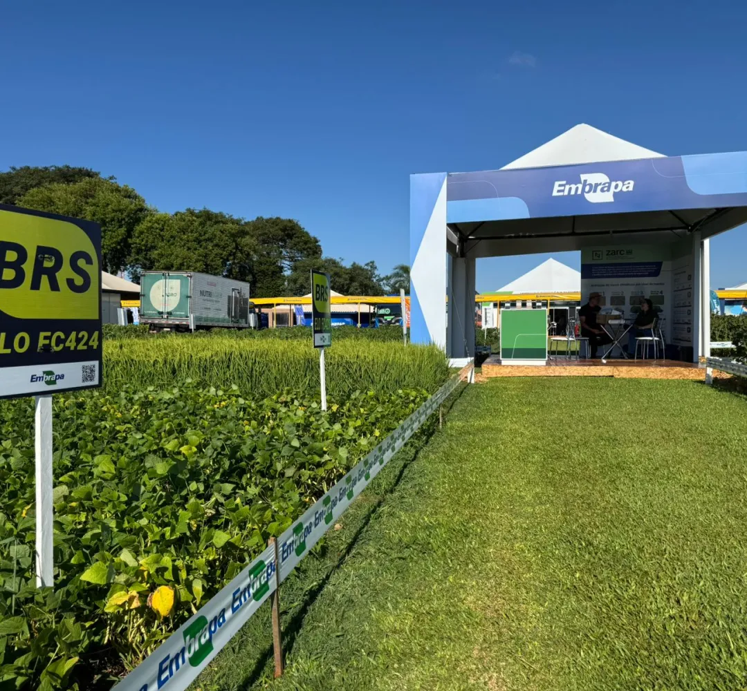 Embrapa apresenta novos cultivares de feijão