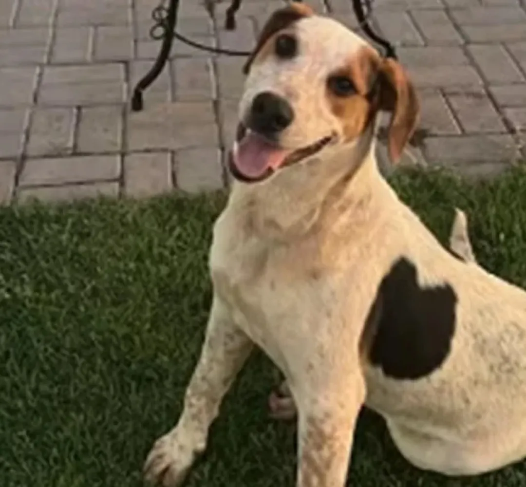 Cão Abacate